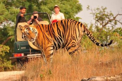 Entradas Ranthambore Tiger Safari con transferencias opcionales Entradas Ranthambore Tiger Safari con transferencias opcionales