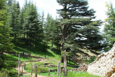 Excursión de 6 días a lo más destacado del Líbano desde Beirut con recogida Excursión de 6 días a lo más destacado del Líbano desde Beirut con recogida