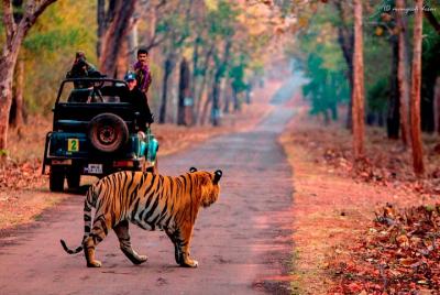 Traslados privados de Jaipur a Sawai madhopur Drop Traslados privados de Jaipur a Sawai madhopur Drop