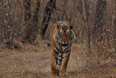 Servicio de ida y vuelta de Jaipur a Ranthambore Servicio de ida y vuelta de Jaipur a Ranthambore