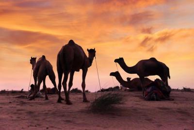 Solo tú y el desierto de Thar: Camel Safari sin multitud de turistas