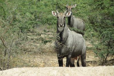 organización del tour del pueblo bishnoi
