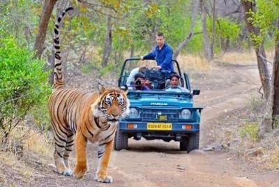 Traslado privado desde Jodhpur a Ranthmbore