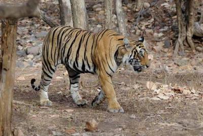 Explora el Parque Nacional Panna desde Khajuraho