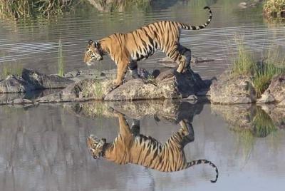 Excursión de un día a Panna Tiger Reserve-excursión Panna Jungle Safari.
