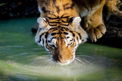 Jungle Safari en el Parque Nacional de Panna-excursión Parque Nacional de Panna.