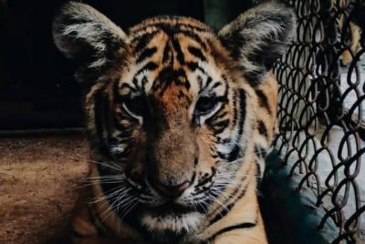 Tiger State Madhya Pradesh-Tiger Safari en Madhya Pradesh Tiger Reserve.