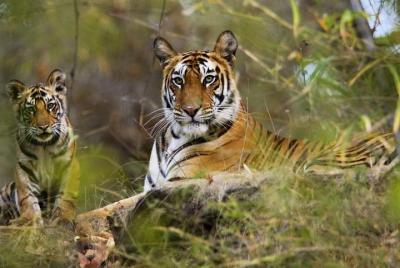 Turismo en Panna Tiger Reserve.