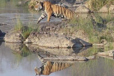 Jungle Safari en Panna Tiger Reserve, Jeep Safari en Panna Tiger Reserve.