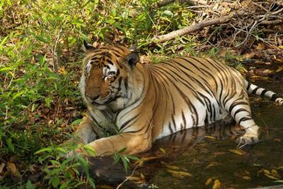 Panna National Park Safari Entradas sin colas con viajes opcionales