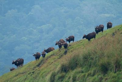 Cochin a Thekkady y Alleppey (4 días) Cochin a Thekkady y Alleppey (4 días)