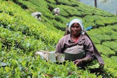 Paquete privado de 5 días en Kerala por Saffron India Tours