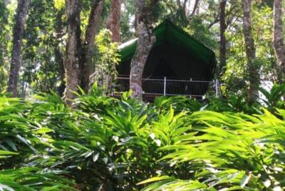 3 días retiro de yoga en Munnar con estancia de yoga, masajes, trekking y casa en el árbol 3 días retiro de yoga en Munnar con estancia de yoga, masajes, trekking y casa en el árbol