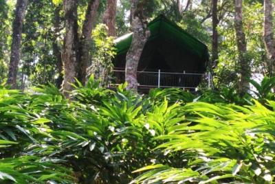 4 días de retiro de yoga en Munnar