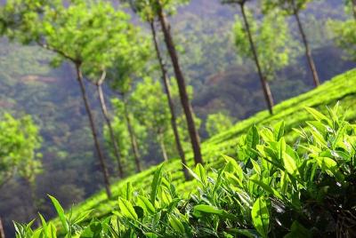 6 noches 7 días Kerala Tour privado con estaciones de montaña, remanso y playas 6 noches 7 días Kerala Tour privado con estaciones de montaña, remanso y playas