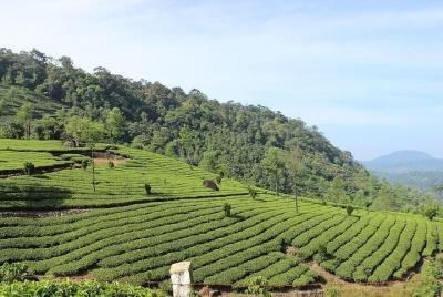 Munnar de Cochin: un tour nocturno Munnar de Cochin: un tour nocturno