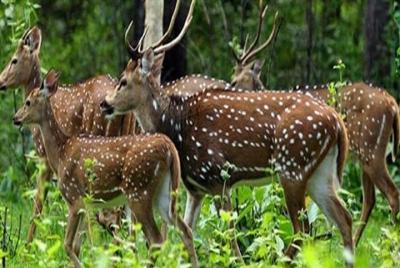 Periyar de Cochin: un tour de dos días Periyar de Cochin: un tour de dos días