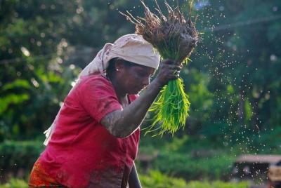 Paquete turístico privado de 5 días Munnar, Thekkady, Alleppey