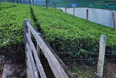 Estación de la colina, vida silvestre y remansos Paquete de 5 días de Kerala