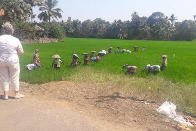 Excursión a las granjas de arroz de Kerala. Excursión a las granjas de arroz de Kerala.