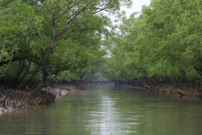 Humedal de manglar de Sunderban - Reserva de tigres (3 días)