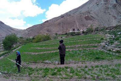 Alojamiento en casas de montaña - Agricultura en Ladakh Alojamiento en casas de montaña - Agricultura en Ladakh