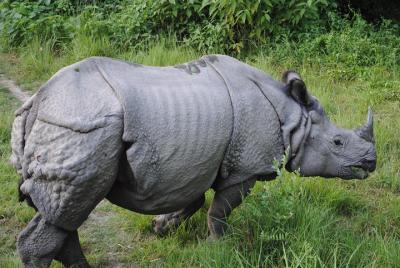 Dudhwa Rhinoceros y Tiger Safari Dudhwa Rhinoceros y Tiger Safari