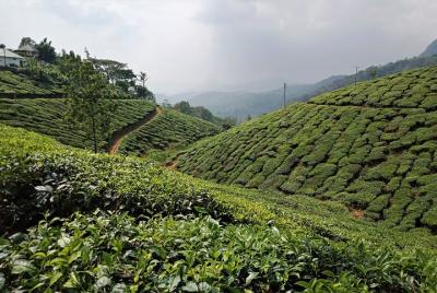 Excursión privada de 3 días a Munnar desde Madurai