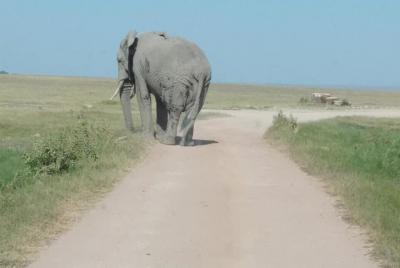 3 días de safari en Tsavo este y el parque nacional de Amboseli.