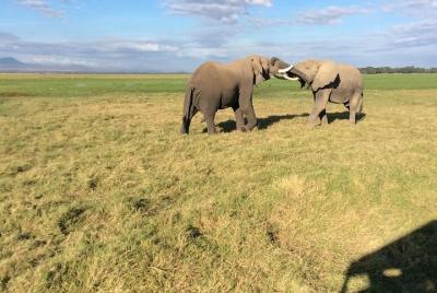 8 días kenia destaca safari, Maasai Mara, Amboseli, Tsavo East y Tsavo West