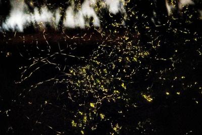 El festival de un millón de luciérnagas