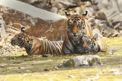 Traslado privado de ida de Mount Abu a Ranthambore en vehículo de CA Traslado privado de ida de Mount Abu a Ranthambore en vehículo de CA