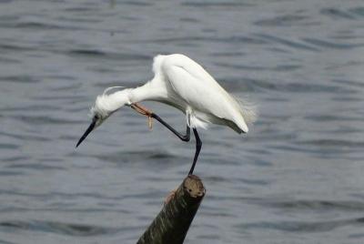 Karnala Bird Sanctuary Excursion De Mumbai Con Brunch