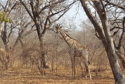 Hwange OverNight Camping