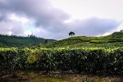 Excursión de un día completo en Munnar