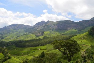 Tour privado de medio día de Munnar