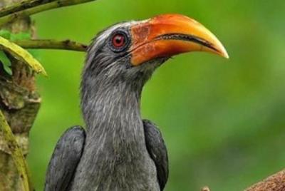 Thattekad Birding Tours.