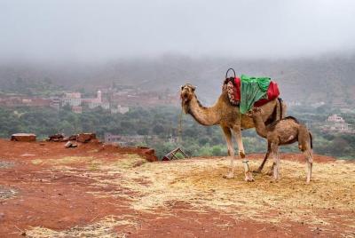 Excursión de un día a Marrakech por el desierto Agafay y las montañas del Atlas y camellos Excursión de un día a Marrakech por el desierto Agafay y las montañas del Atlas y camellos