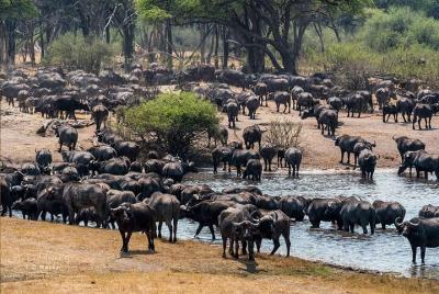 Excursiones de un día a Hwange