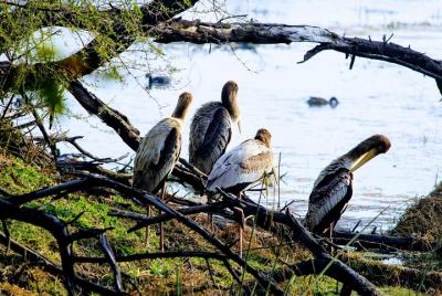 Okhla Bird Sanctuary tour en Delhi