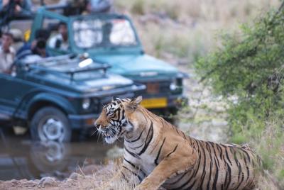Visita privada de 2 noches al Parque Nacional Ranthambore y recorrido por la fauna y flora desde Delhi
