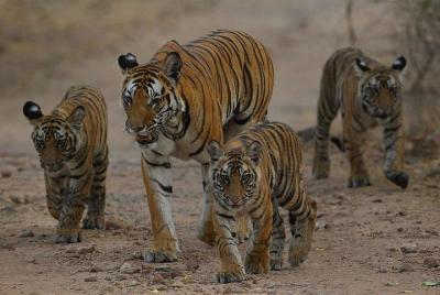 Excursión privada de 4 días al parque nacional Ranthambore Safari con Taj Mahal