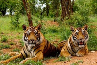 Triángulo Dorado con el Parque Nacional Corbett