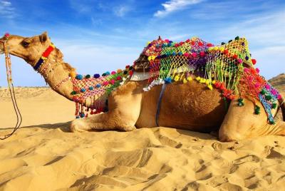 Experimente el Festival de la Feria Pushkar Camel con Transporte y Guía solamente