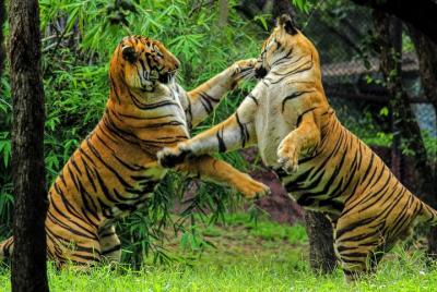 Traslado privado de ida de Pushkar a Ranthambore en vehículo de CA