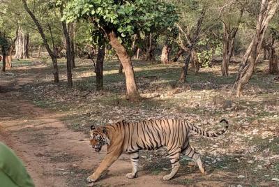 Ranthambore Evening Tiger Safari desde Jaipur