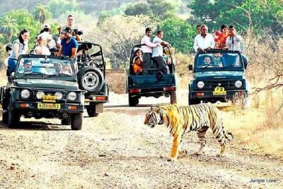 Ranthambore Wildlife Safari con entradas y opciones de transferencia