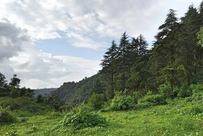 Chhaskhet Nature Walk Chhaskhet Nature Walk