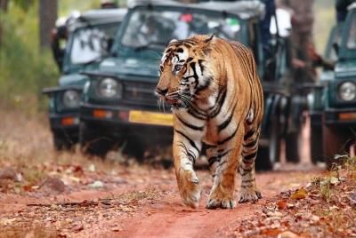 Parque Nacional Ranthambore: entrada sin colas al safari de día completo