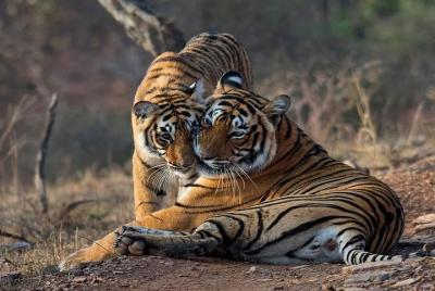 Entrada sin colas para Ranthambore Gypsy Safari